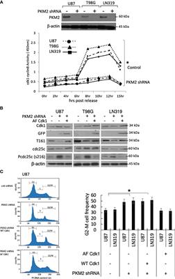 PKM2 Interacts With the Cdk1-CyclinB Complex to Facilitate Cell Cycle Progression in Gliomas